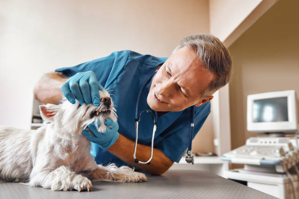 Best Weekend Emergency Dentist in Oak Trail Shores, TX